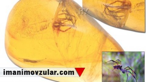 20 milyon illik hörümçək fosili (qalıq) bizə nəyi sübut edir?
