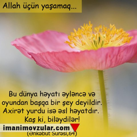 Ənkəbut surəsi 64