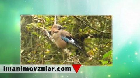 Quşlar qidalarını necə gizlədir?- Gizlətmə Üsulları